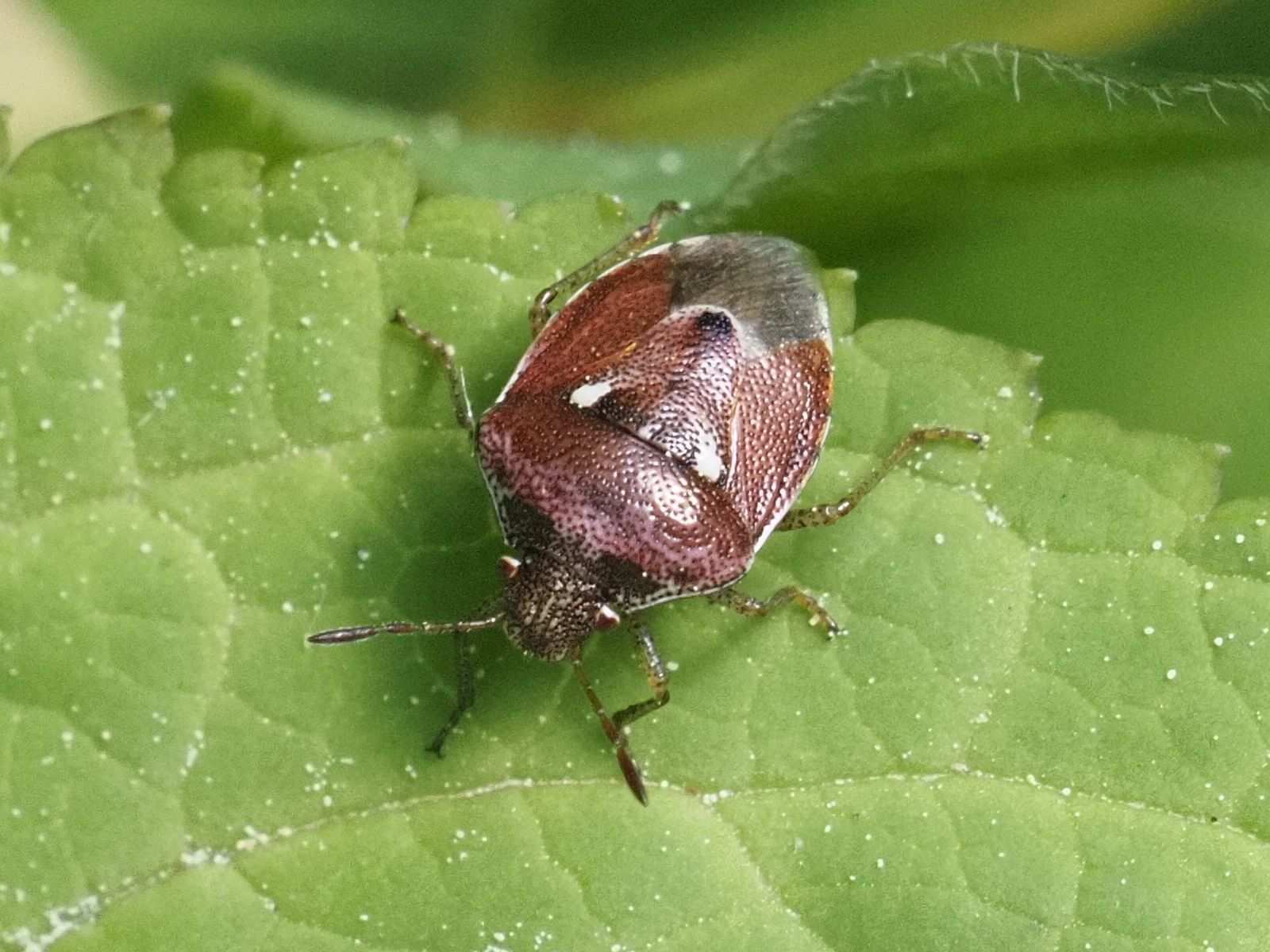 Stagonomus bipunctatus