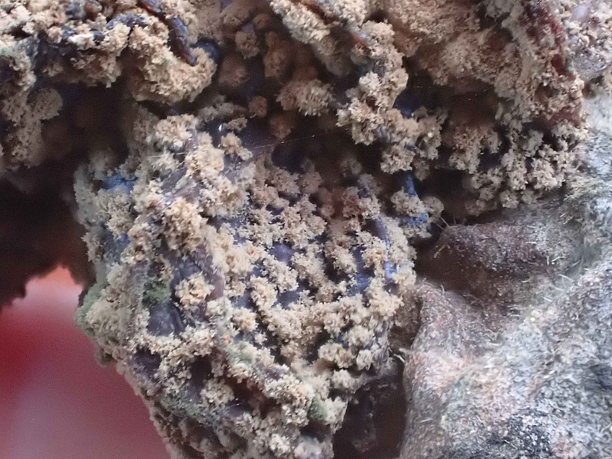 Monilinia fructicola