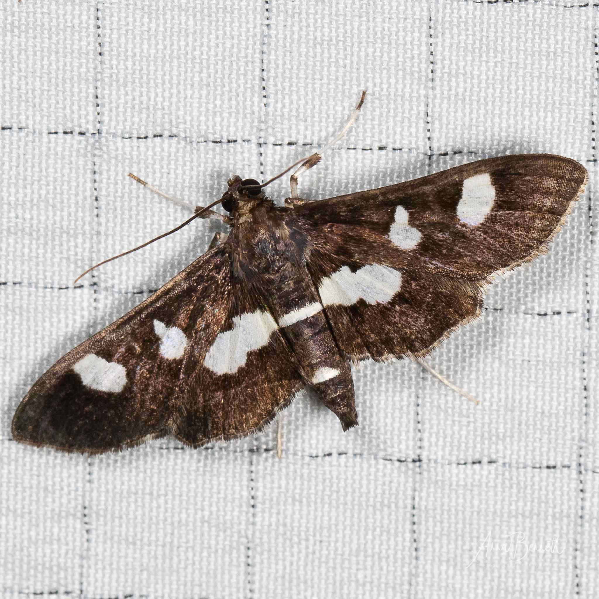 Desmia funeralis
