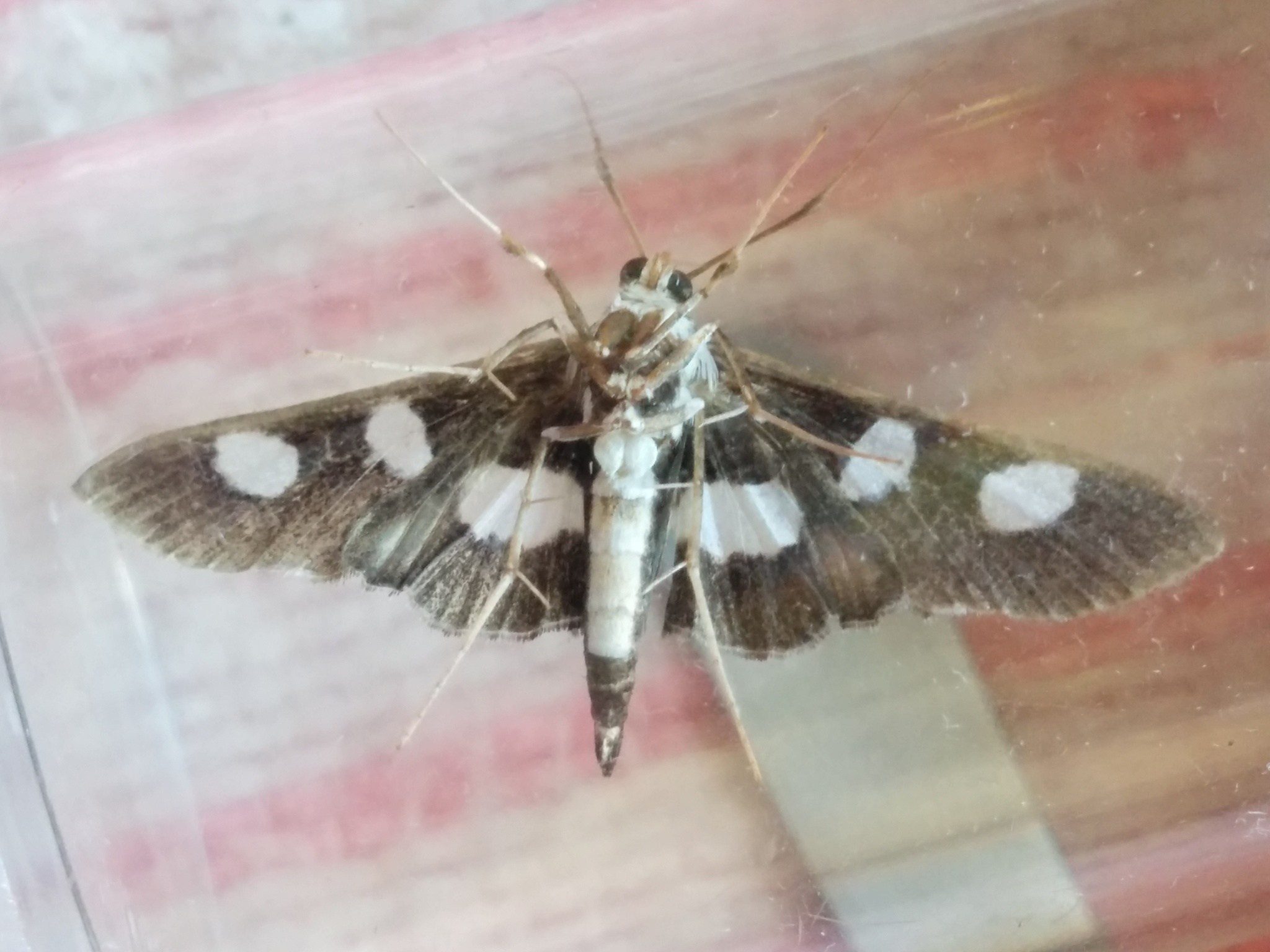 Desmia funeralis