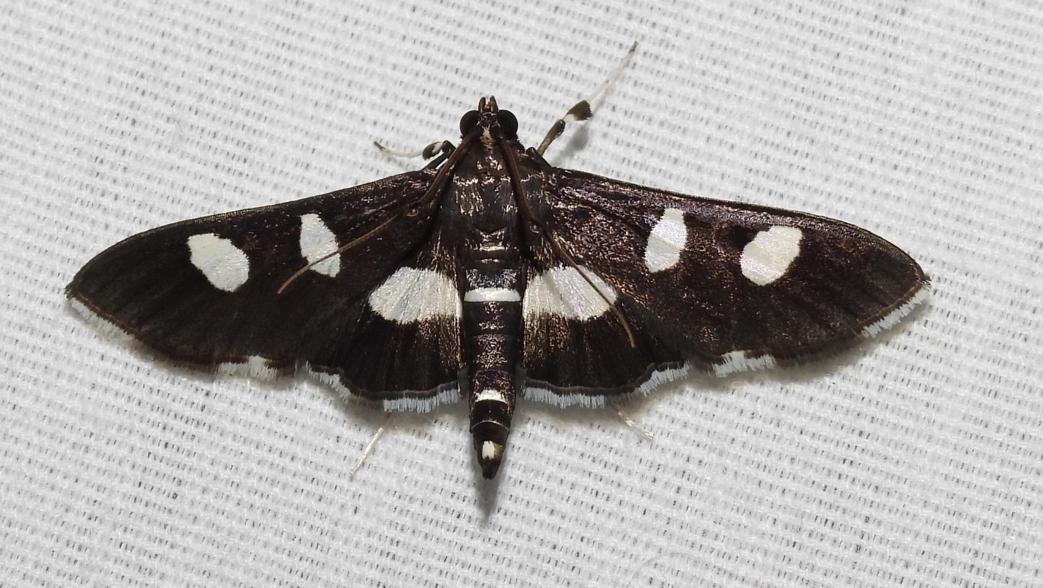 Desmia funeralis