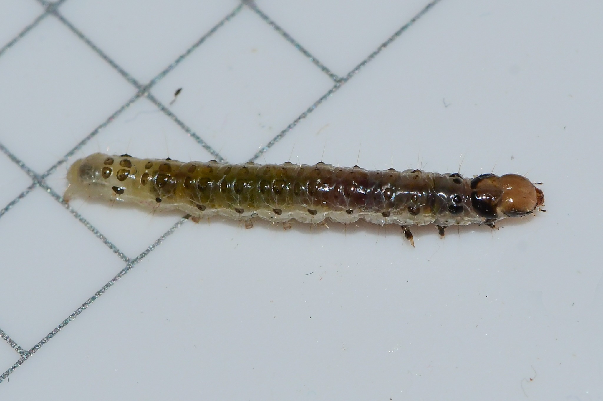 Desmia funeralis