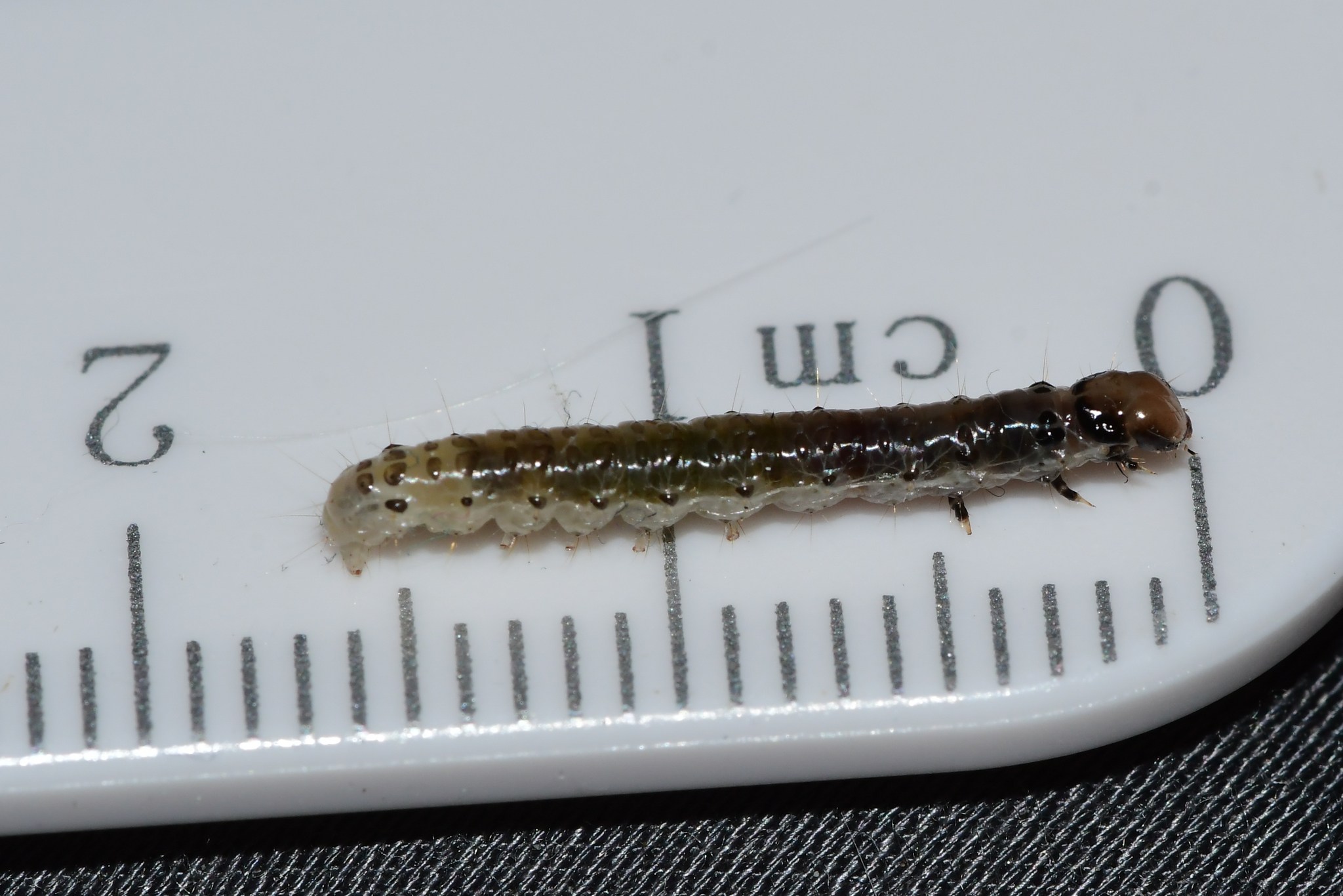 Desmia funeralis