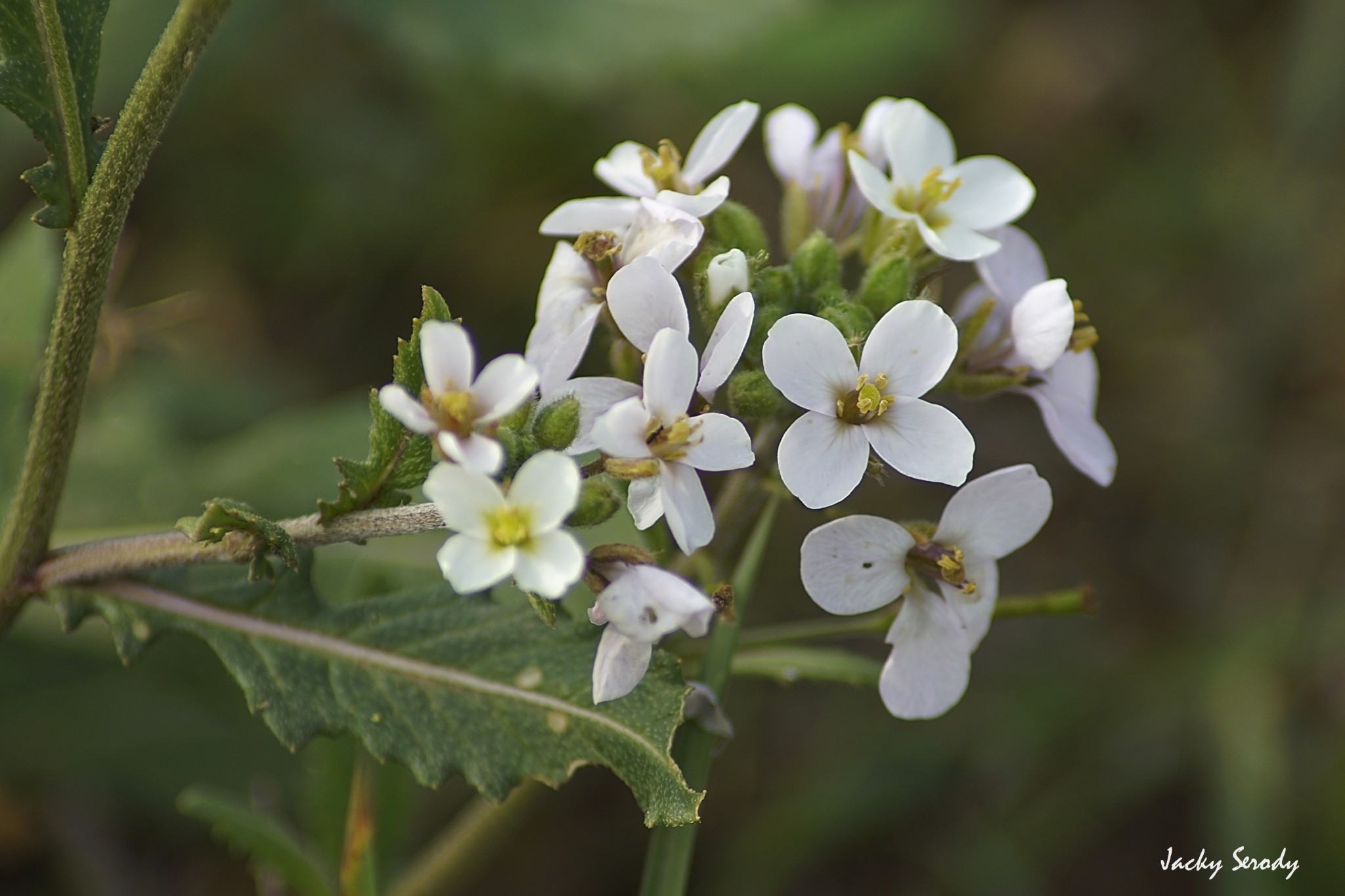 Diplotaxis erucoides