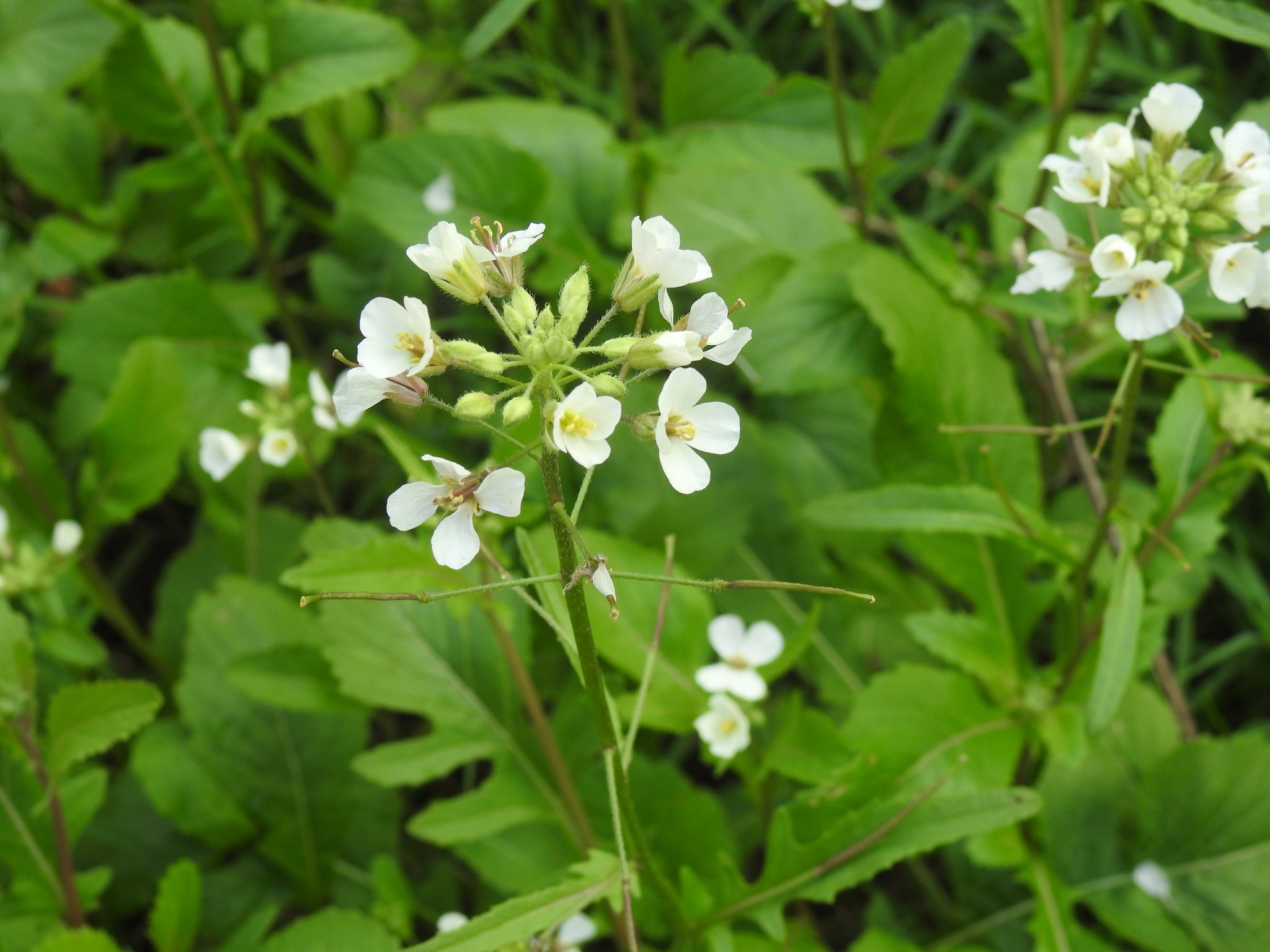 Diplotaxis erucoides