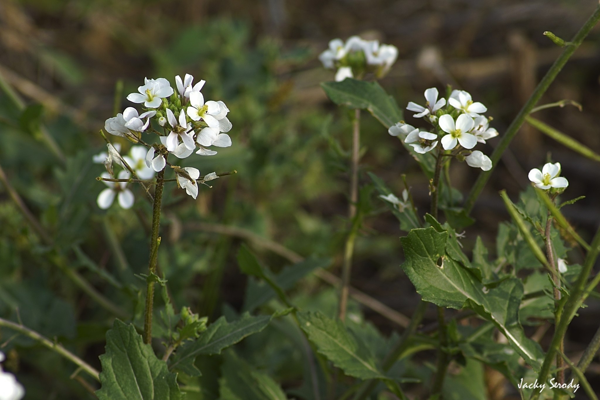 Diplotaxis erucoides
