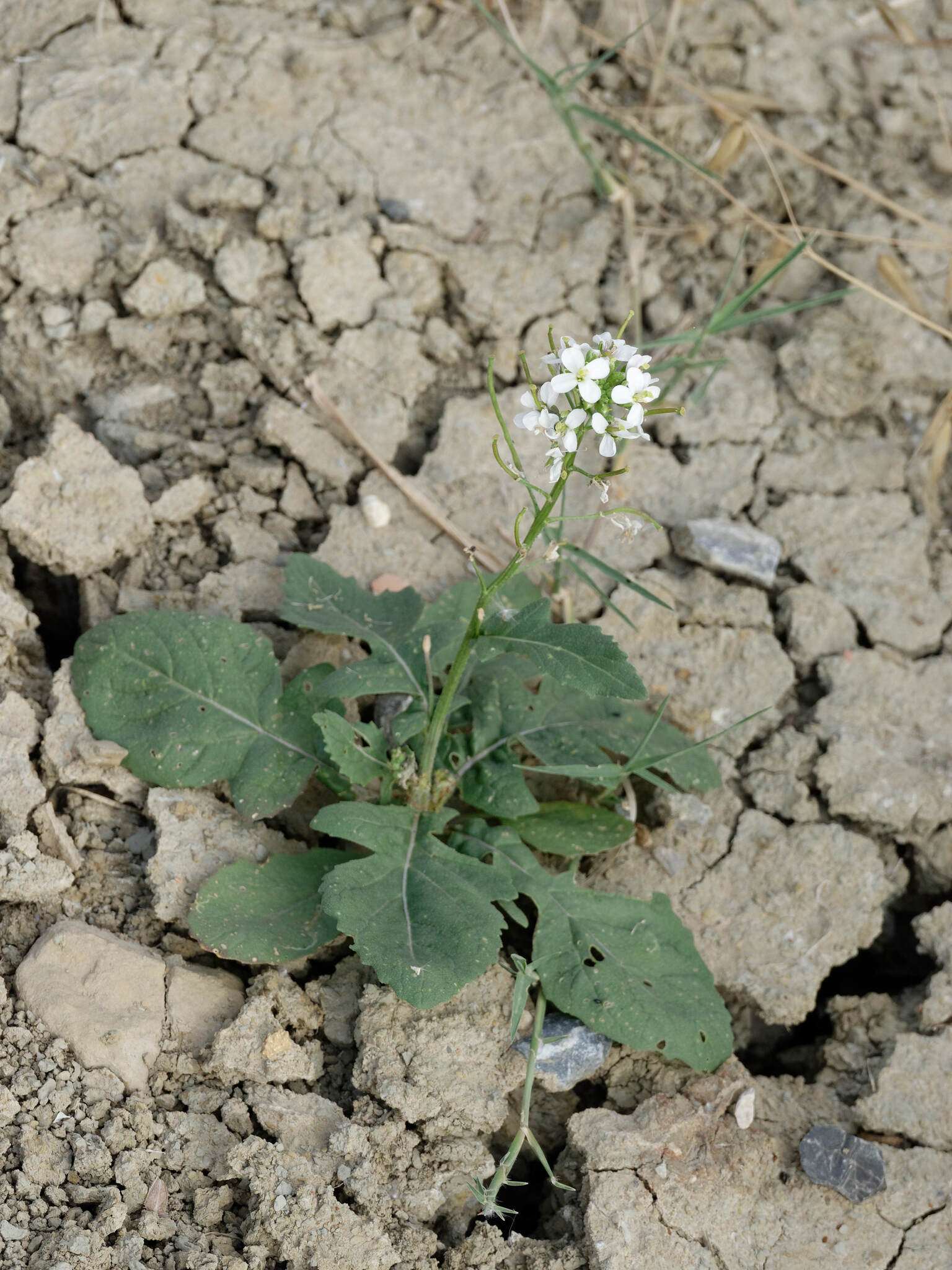 Diplotaxis erucoides