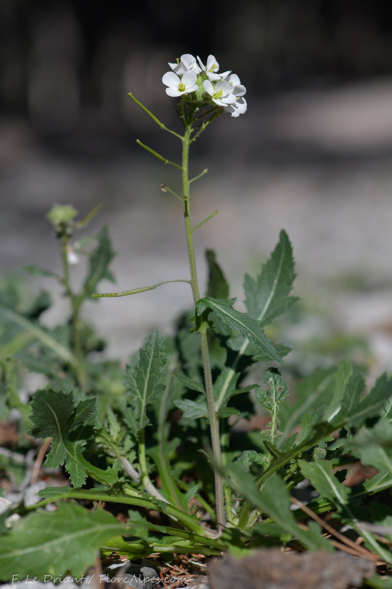 Diplotaxis erucoides