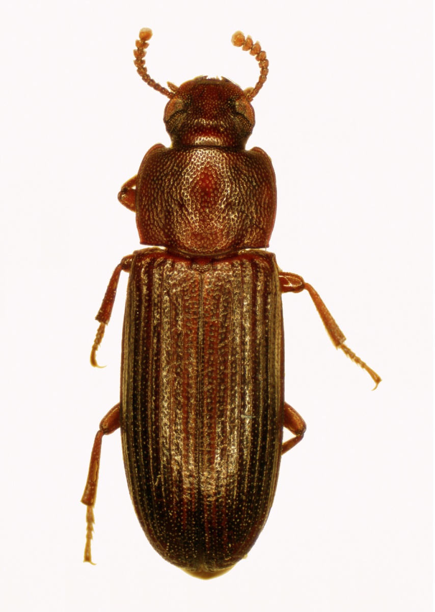 Tribolium destructor