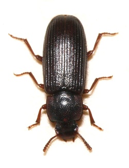 Tribolium destructor