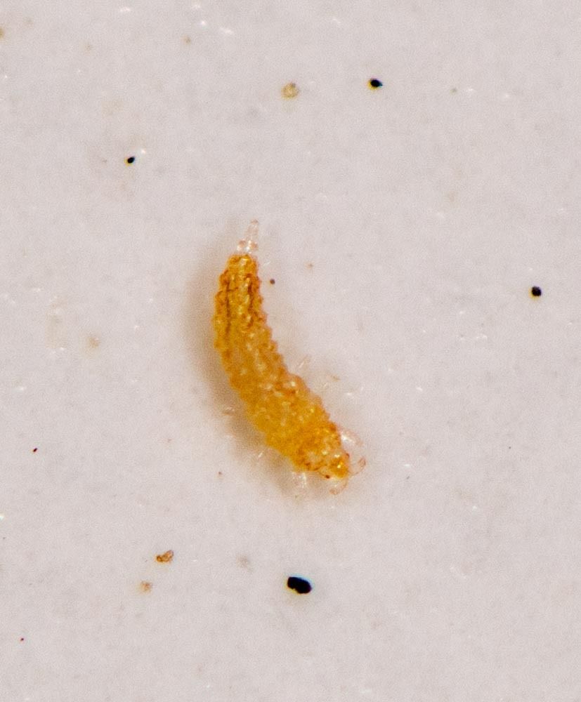 Holopothrips