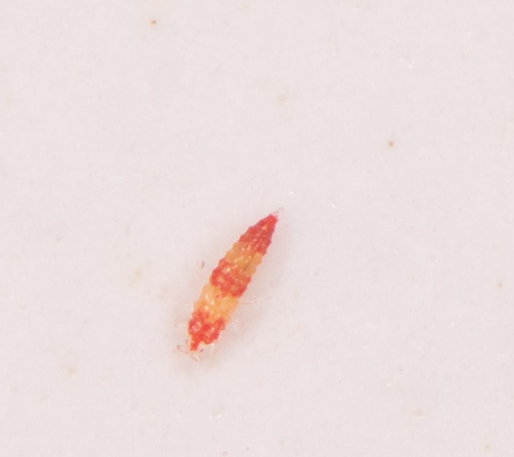 Holopothrips