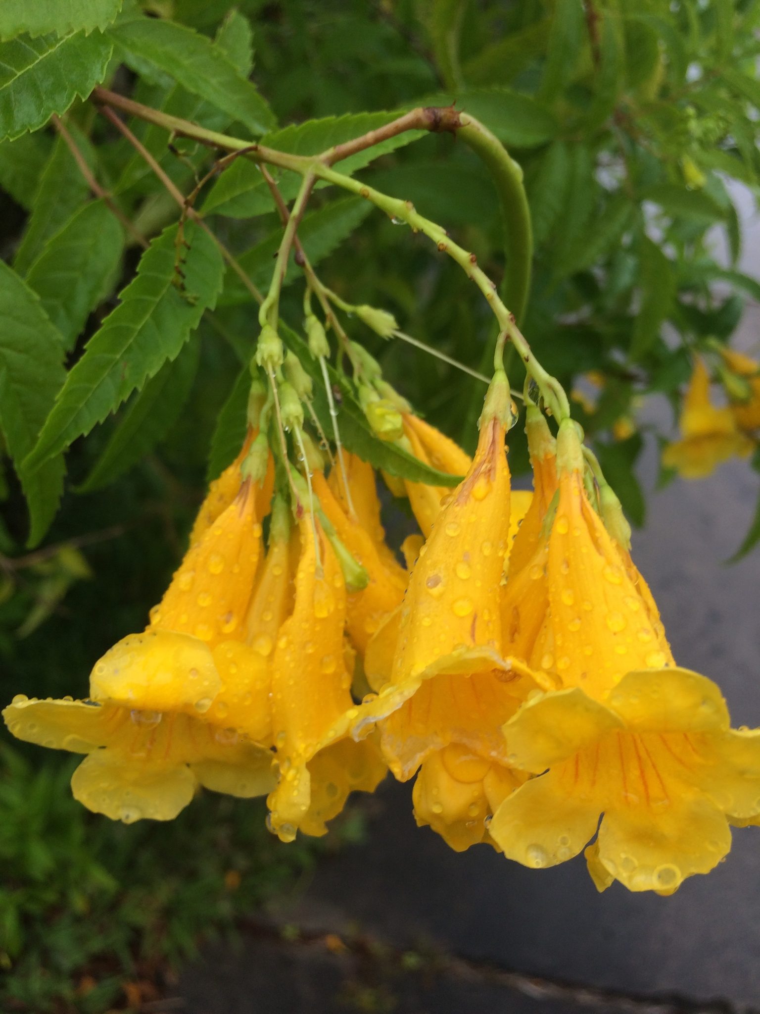 Tecoma stans