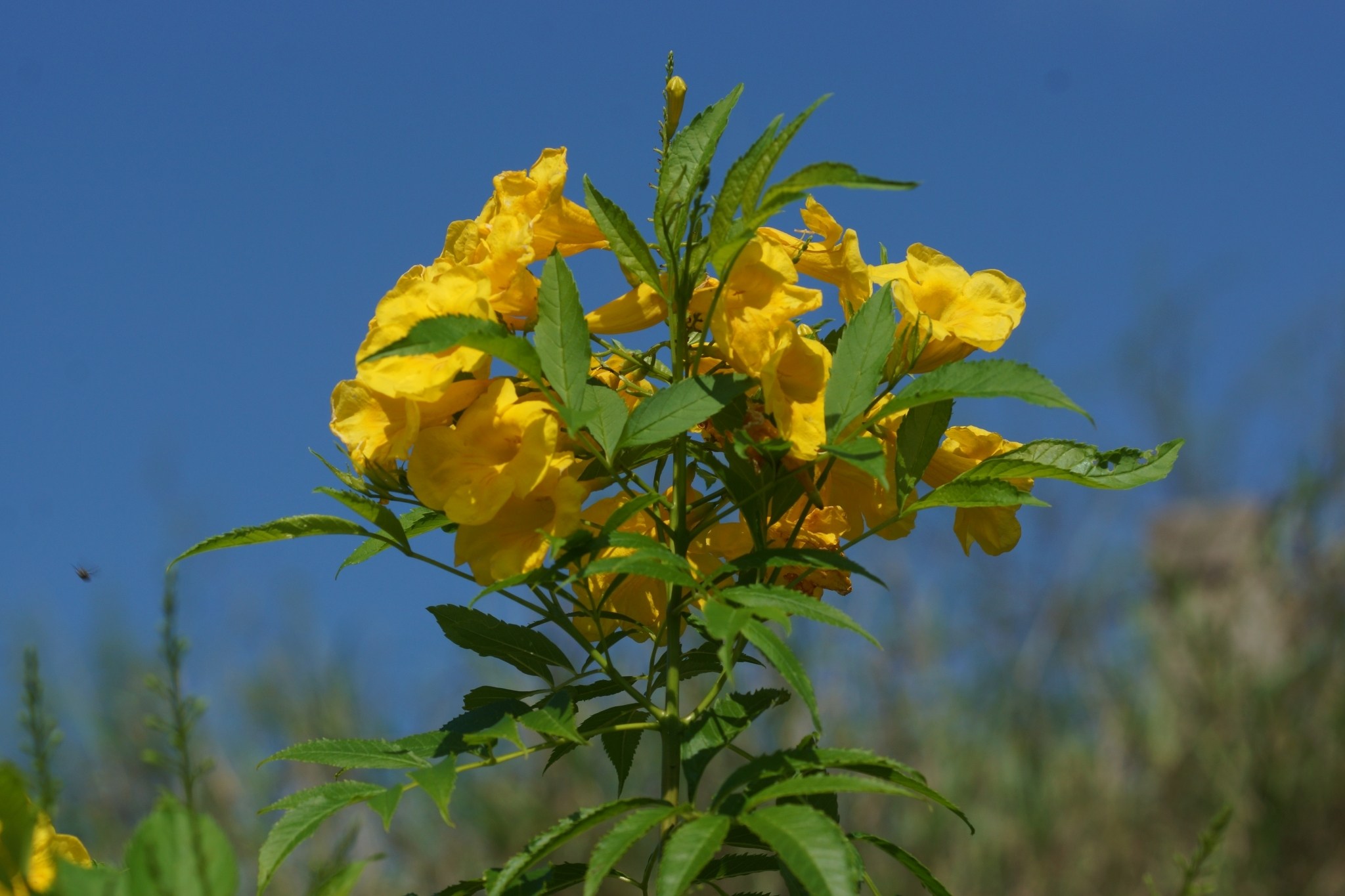 Tecoma stans