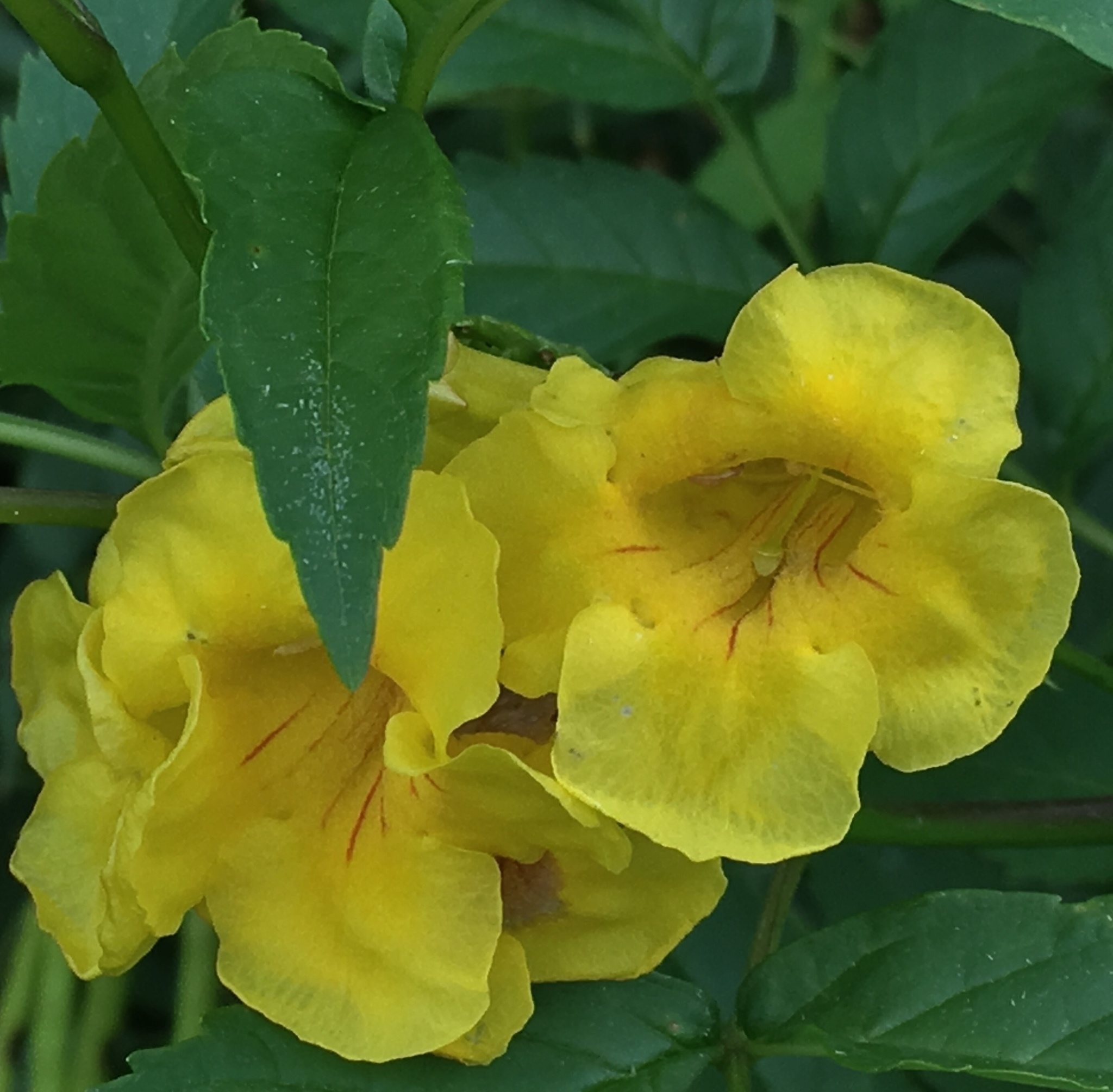 Tecoma stans