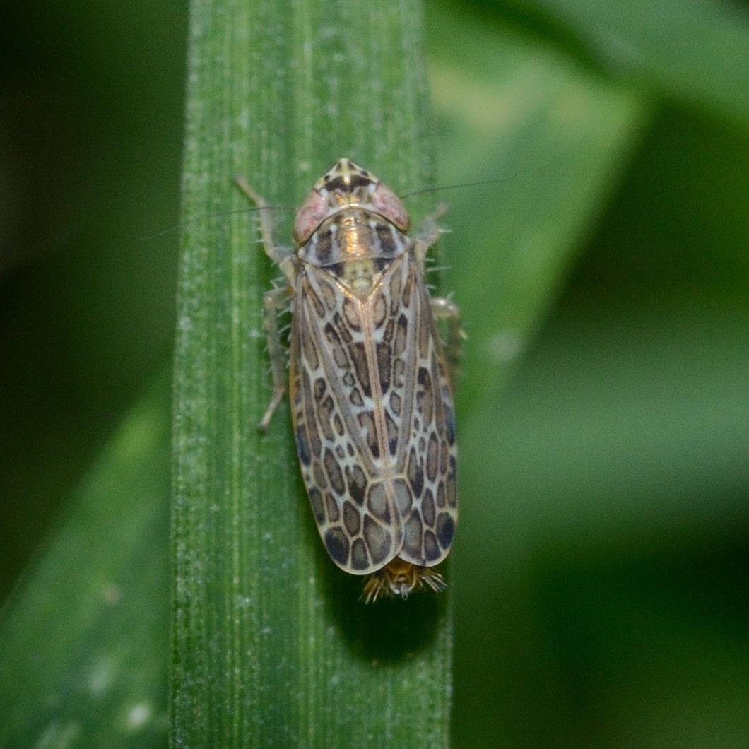 Polyamia