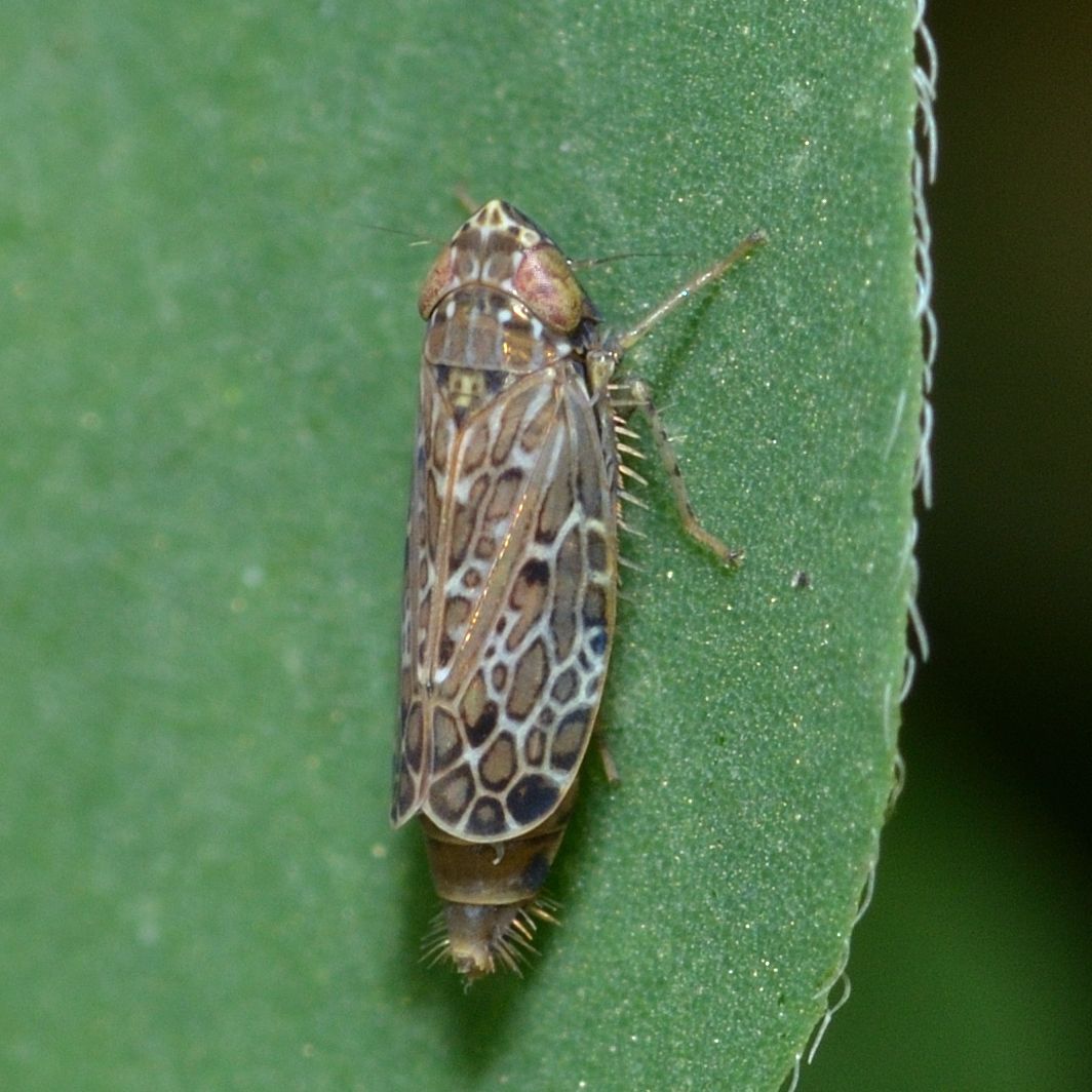 Polyamia