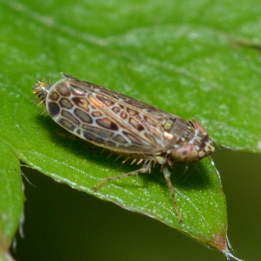 Polyamia
