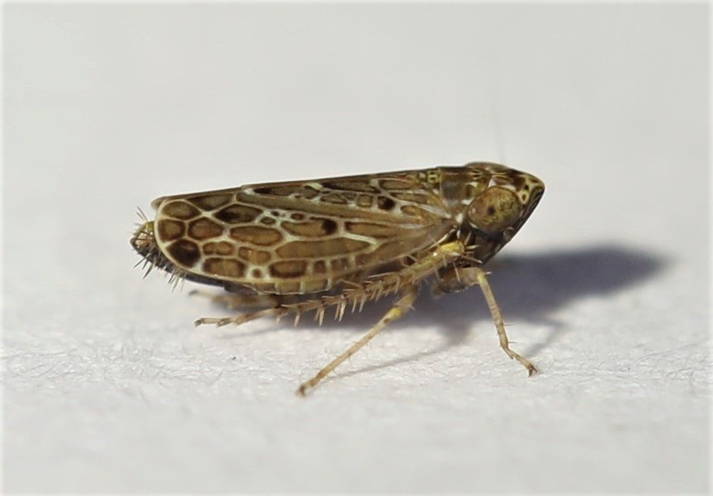 Polyamia