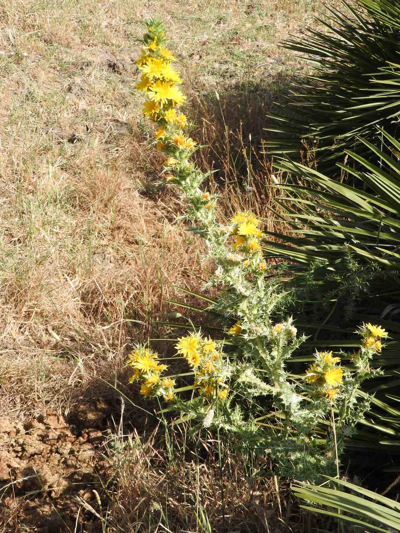 Scolymus hispanicus