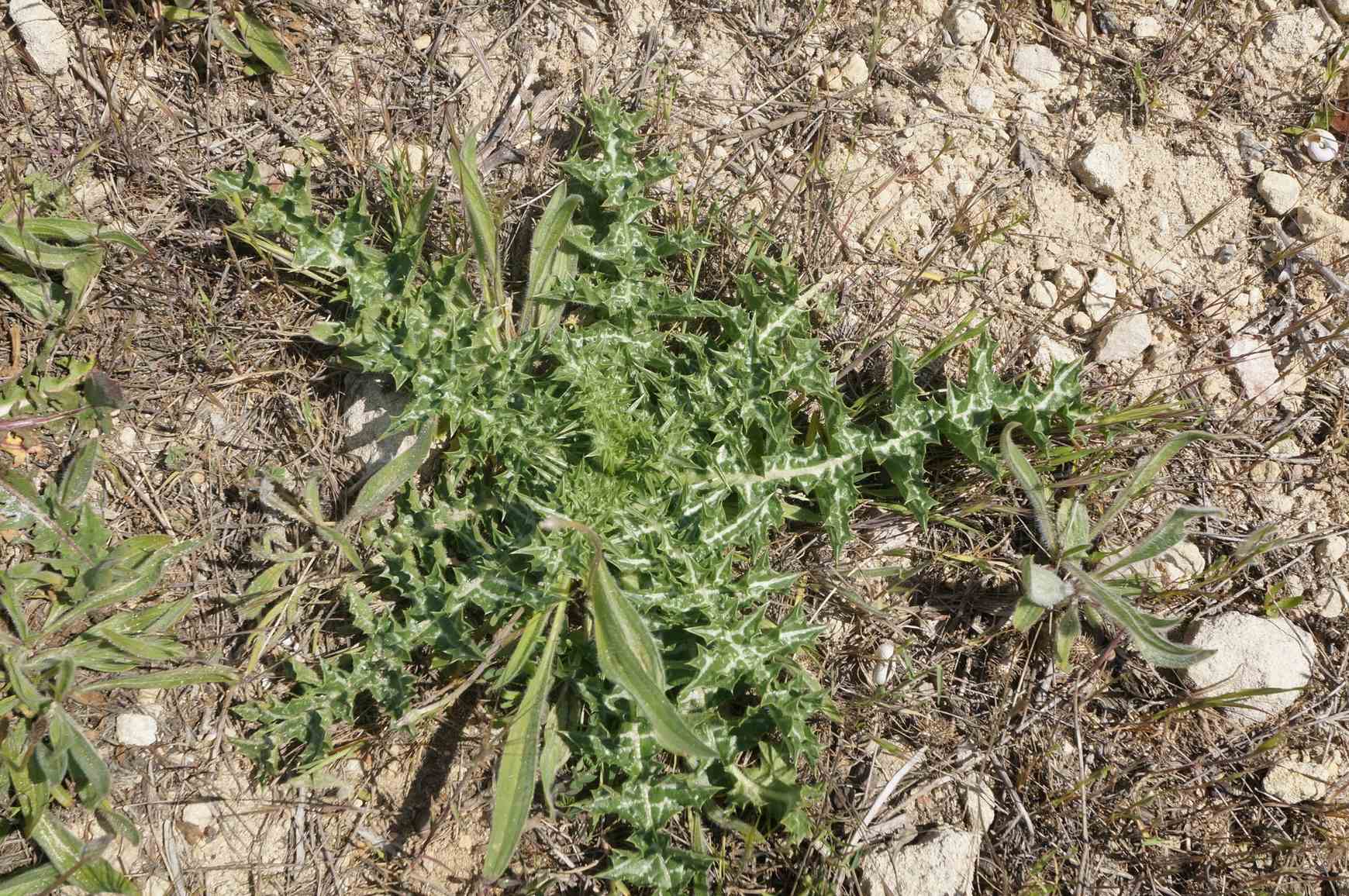 Scolymus hispanicus