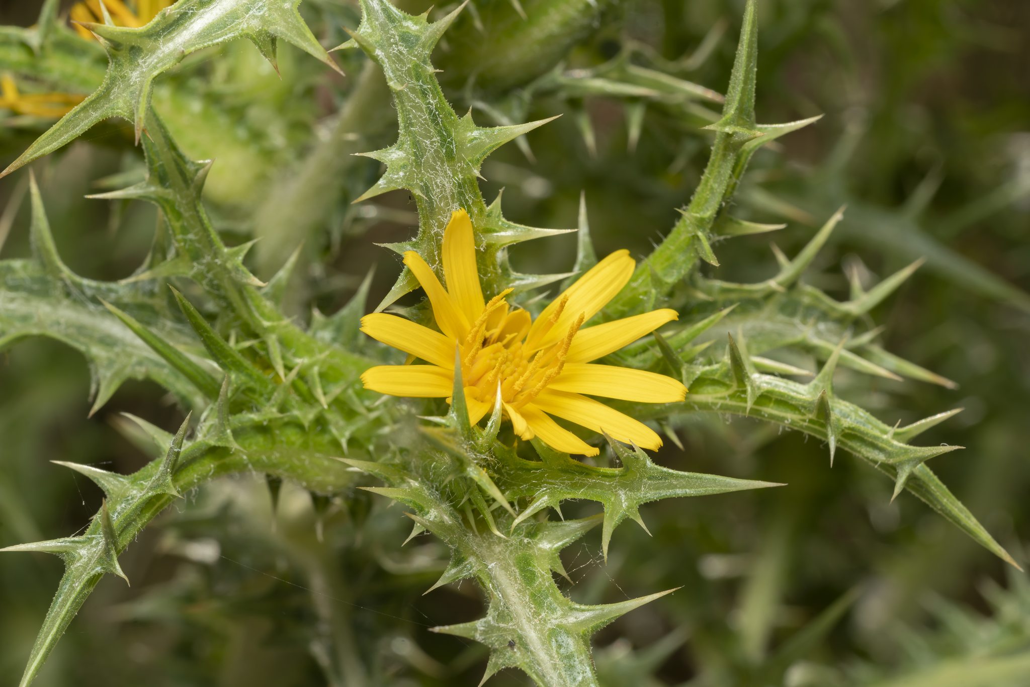Scolymus hispanicus