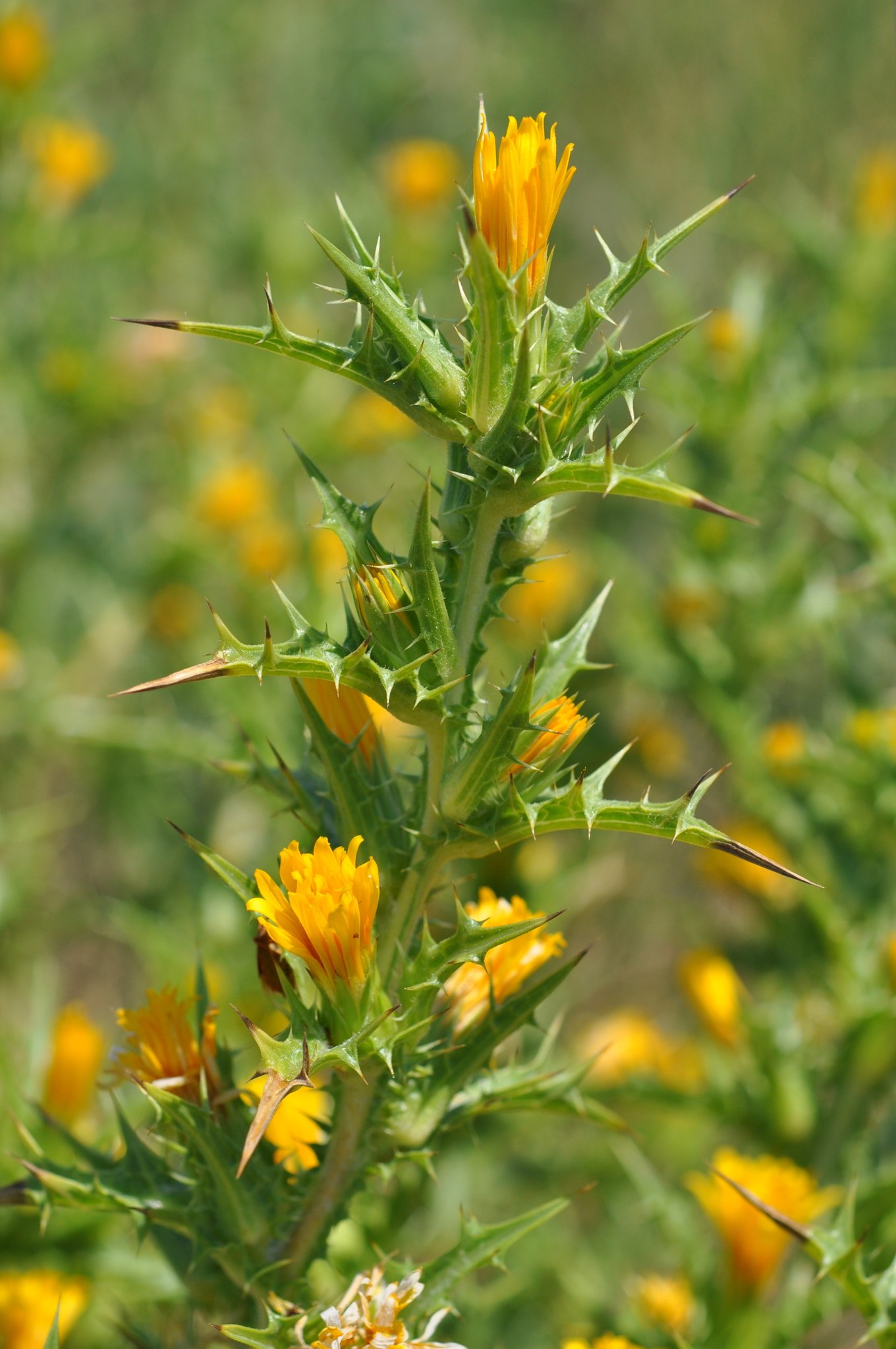 Scolymus hispanicus
