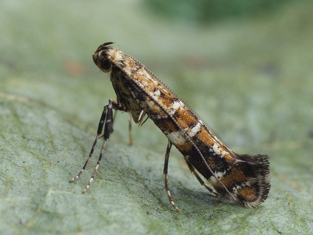 Caloptilia syringella