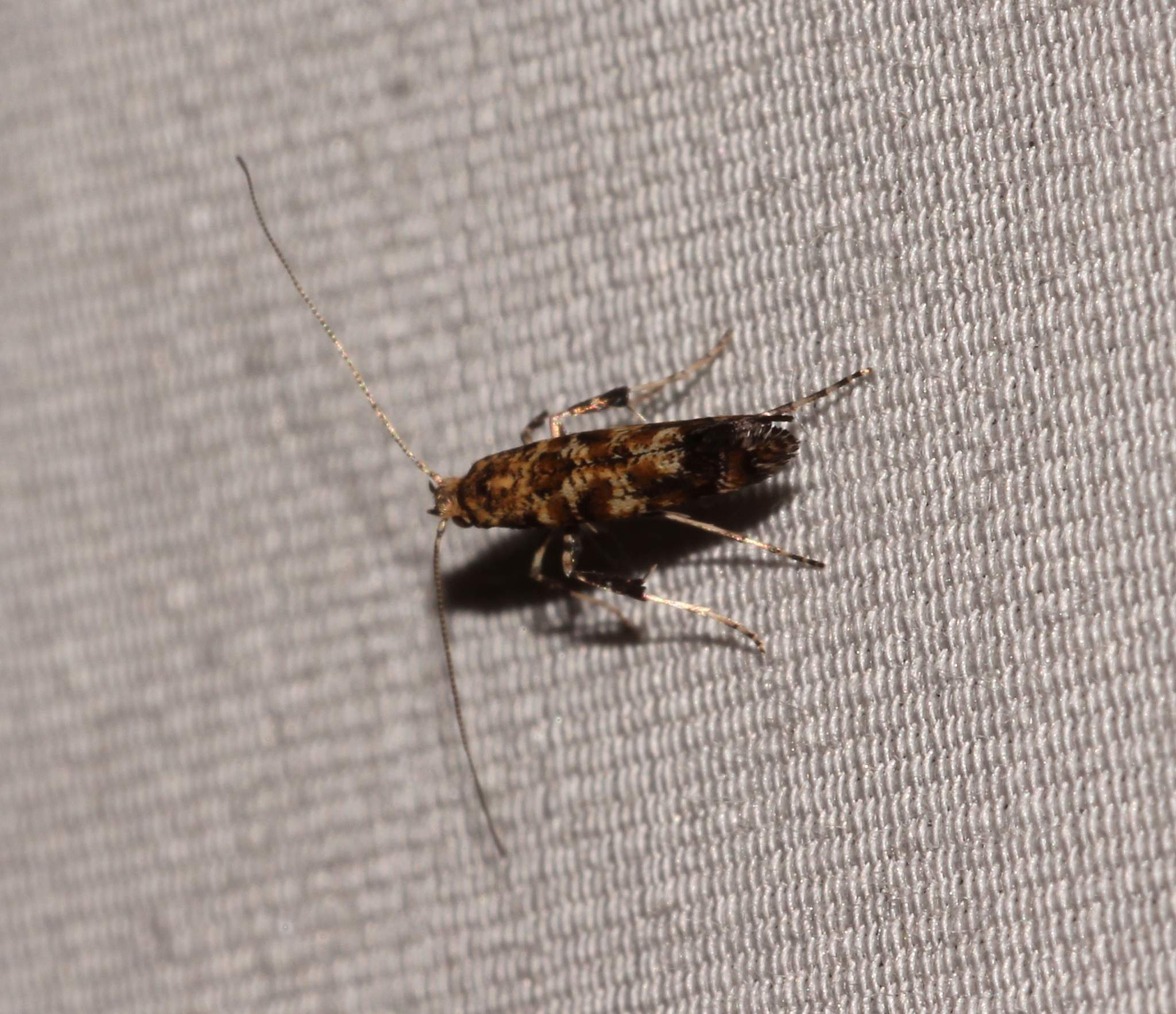 Caloptilia syringella