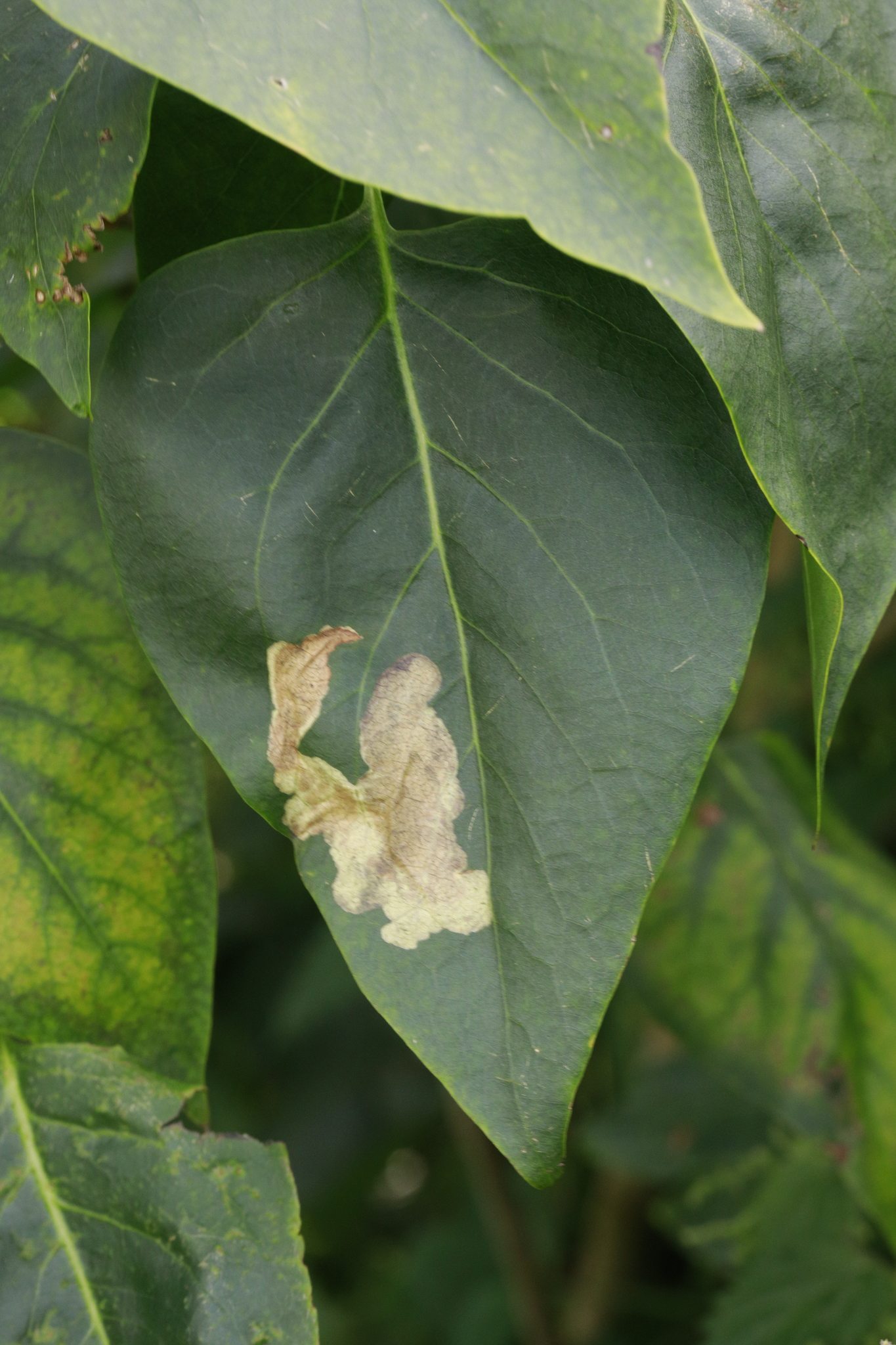 Caloptilia syringella