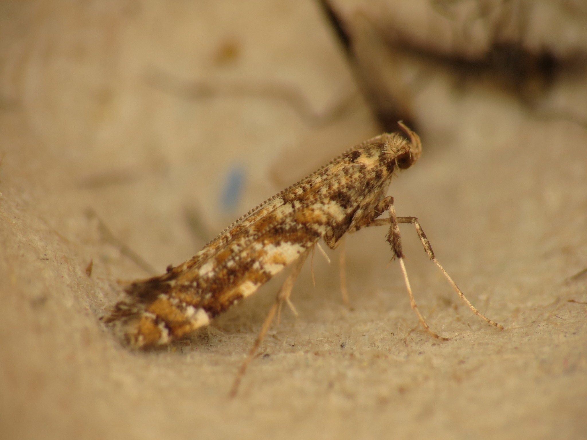 Caloptilia syringella
