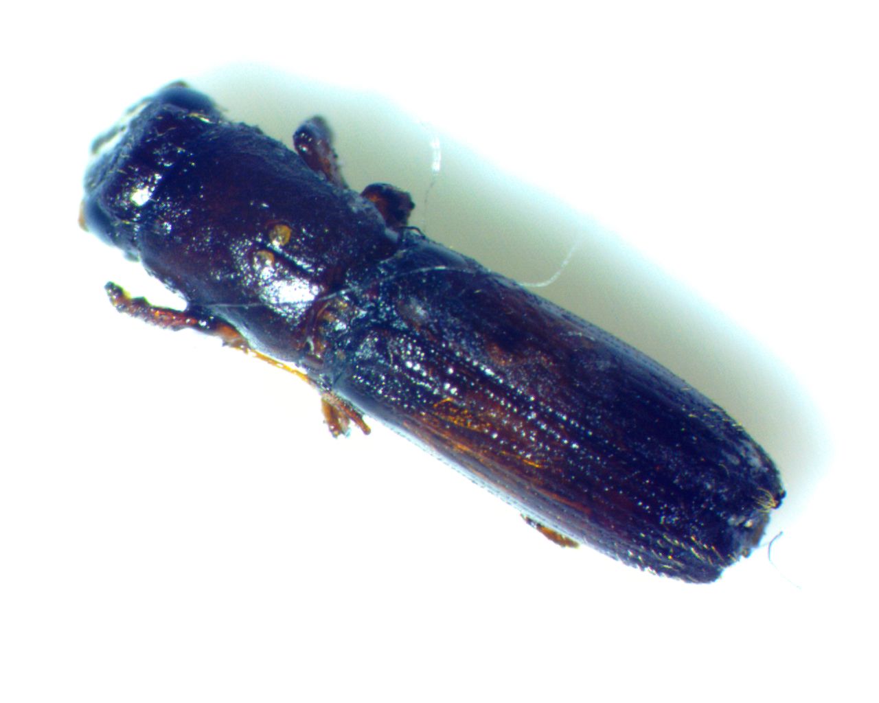 Oxoplatypus quadridentatus