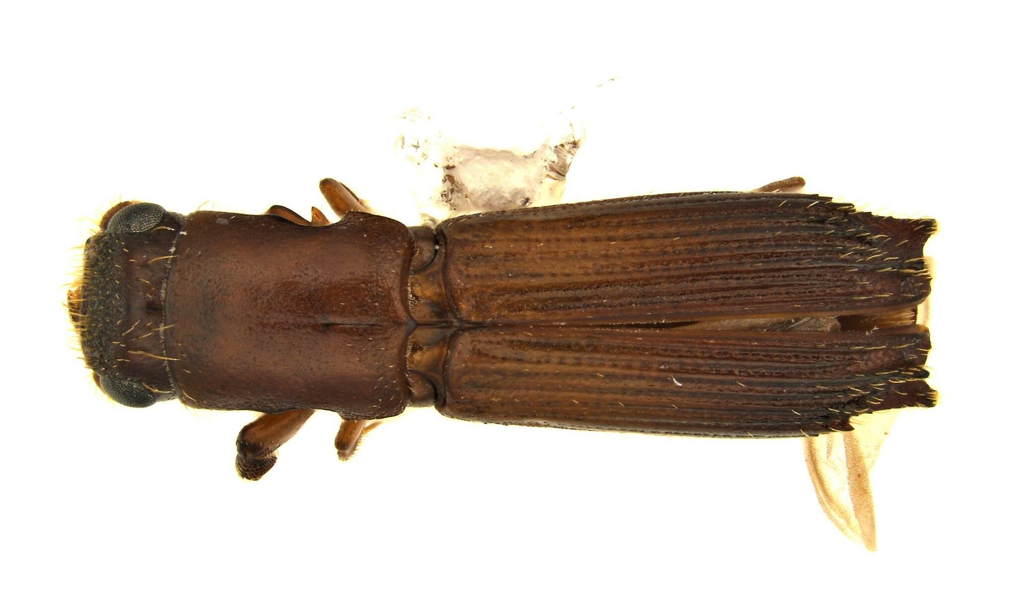 Oxoplatypus quadridentatus