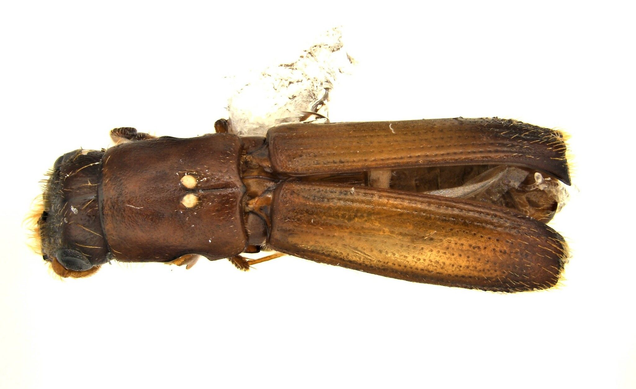 Oxoplatypus quadridentatus