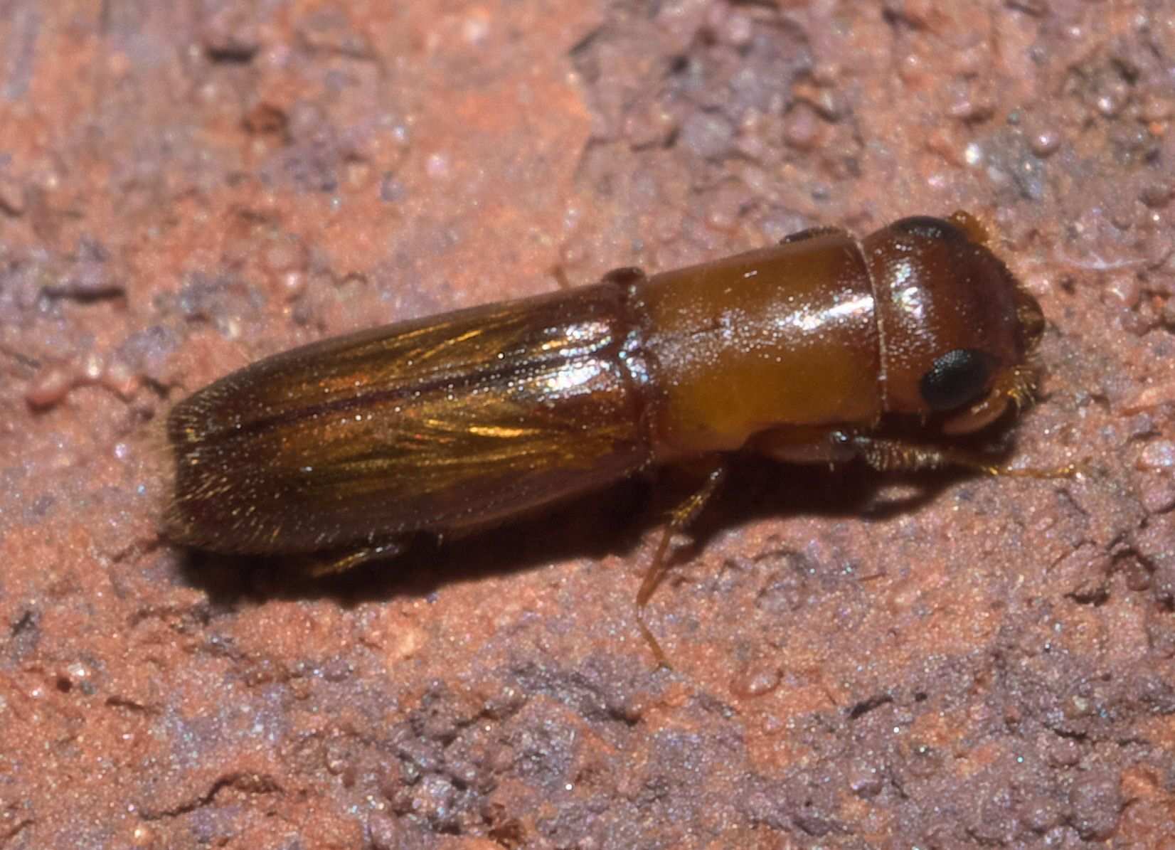 Oxoplatypus quadridentatus