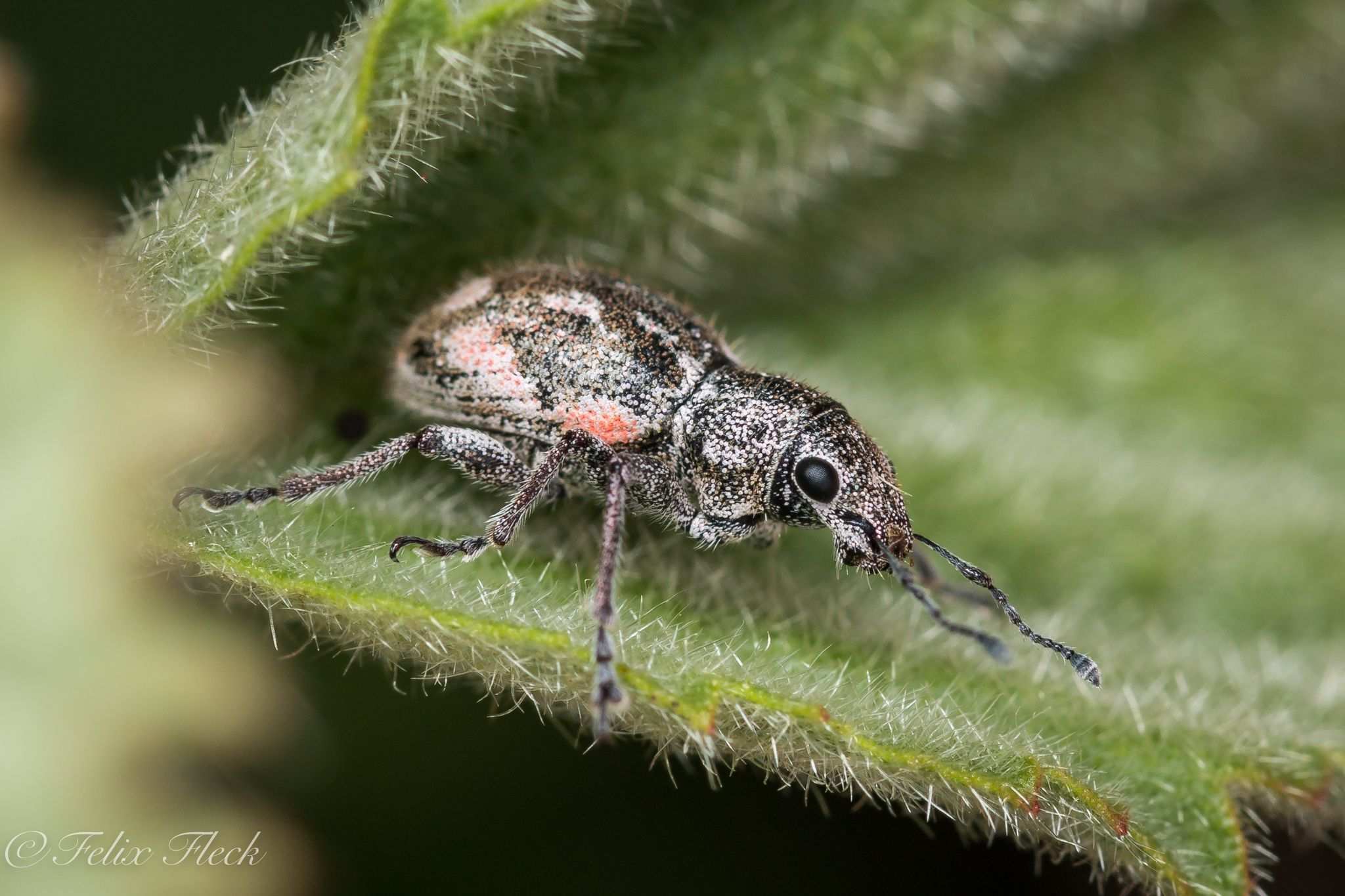 Pantomorus albosignatus