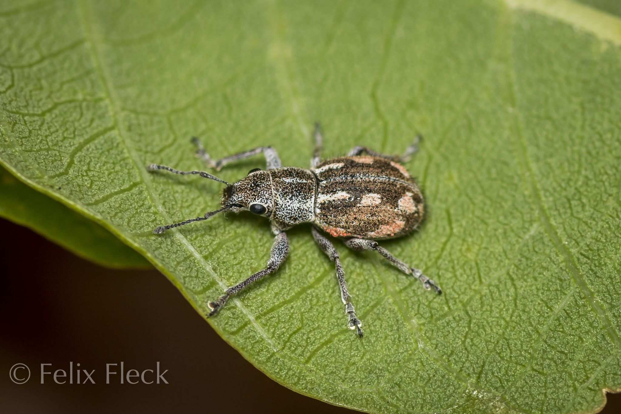 Pantomorus albosignatus