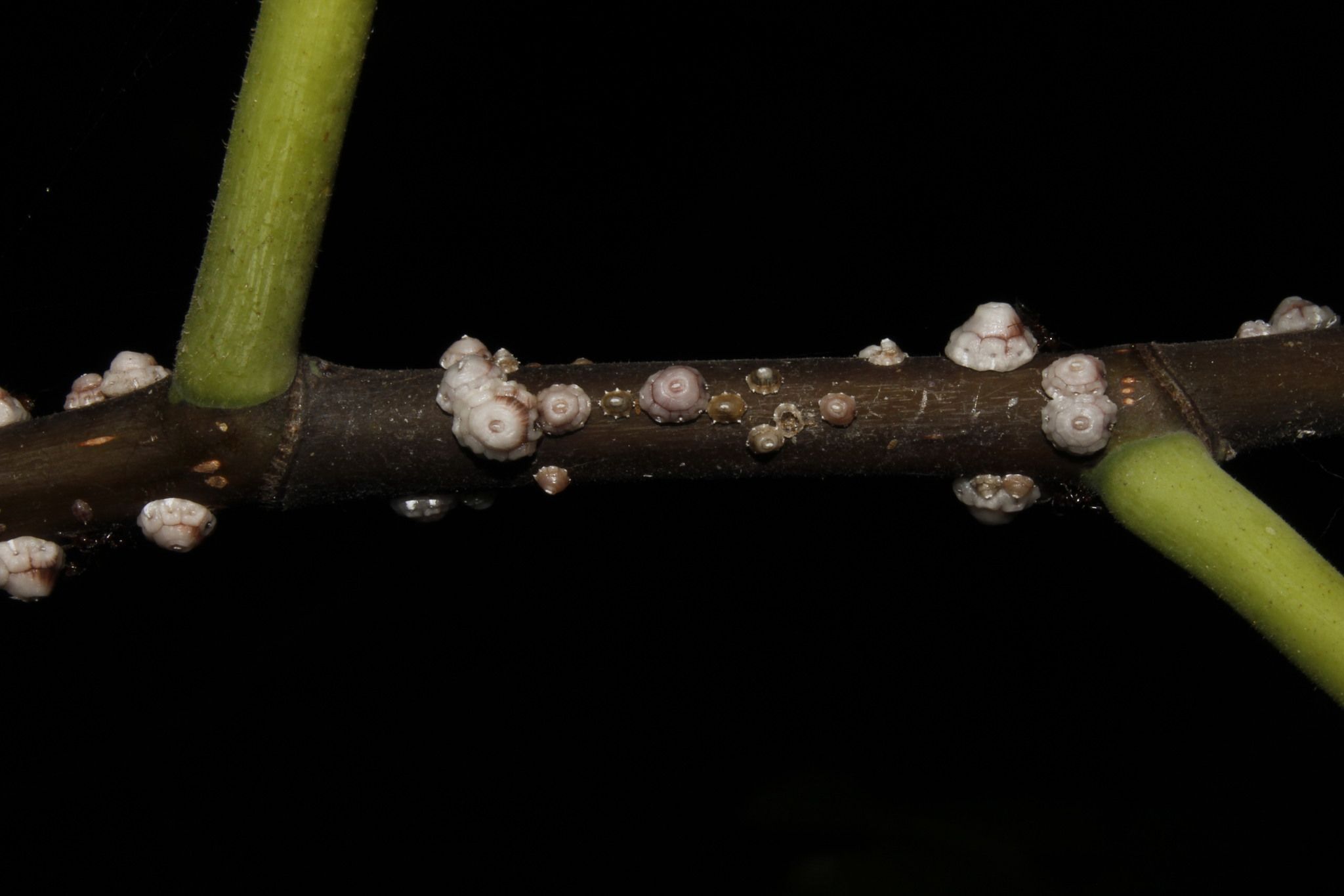 Ceroplastes rusci