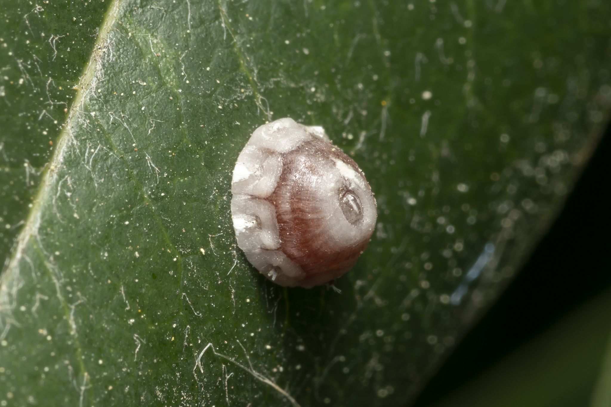 Ceroplastes rusci