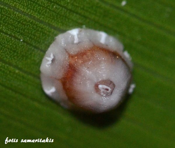 Ceroplastes rusci