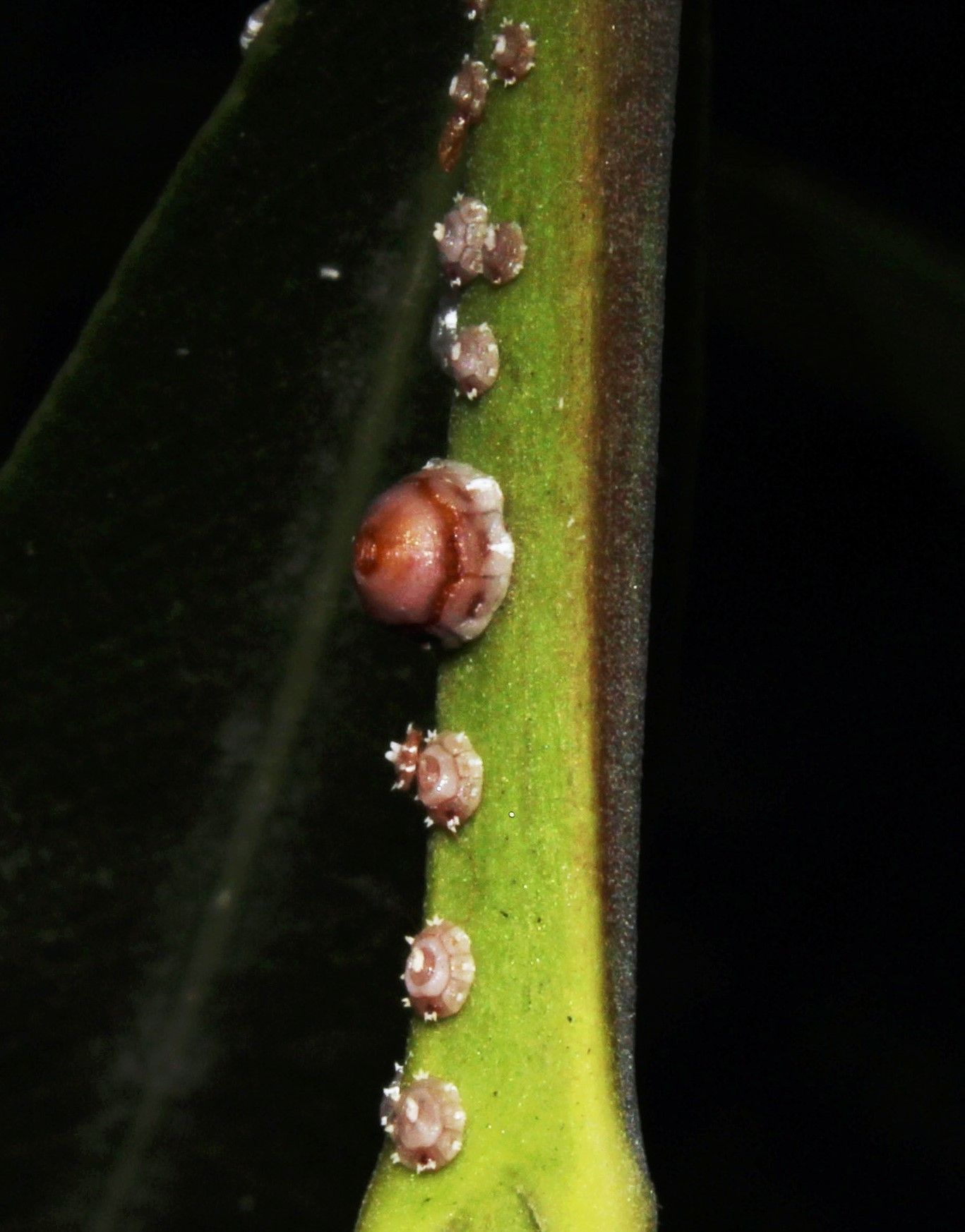 Ceroplastes rusci