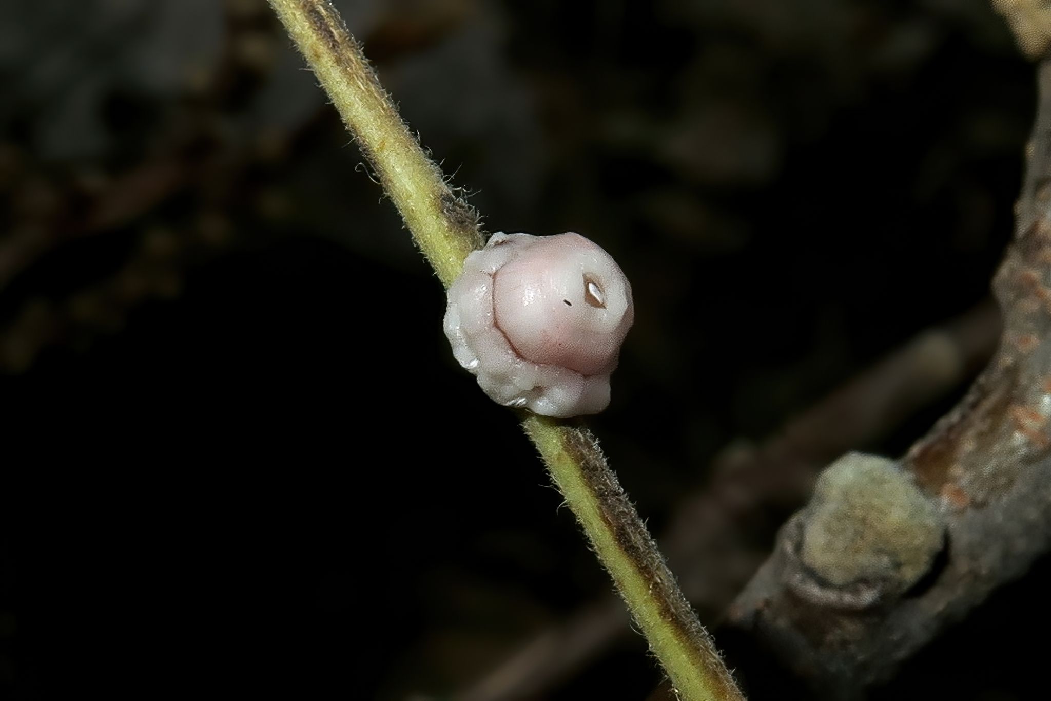 Ceroplastes rusci