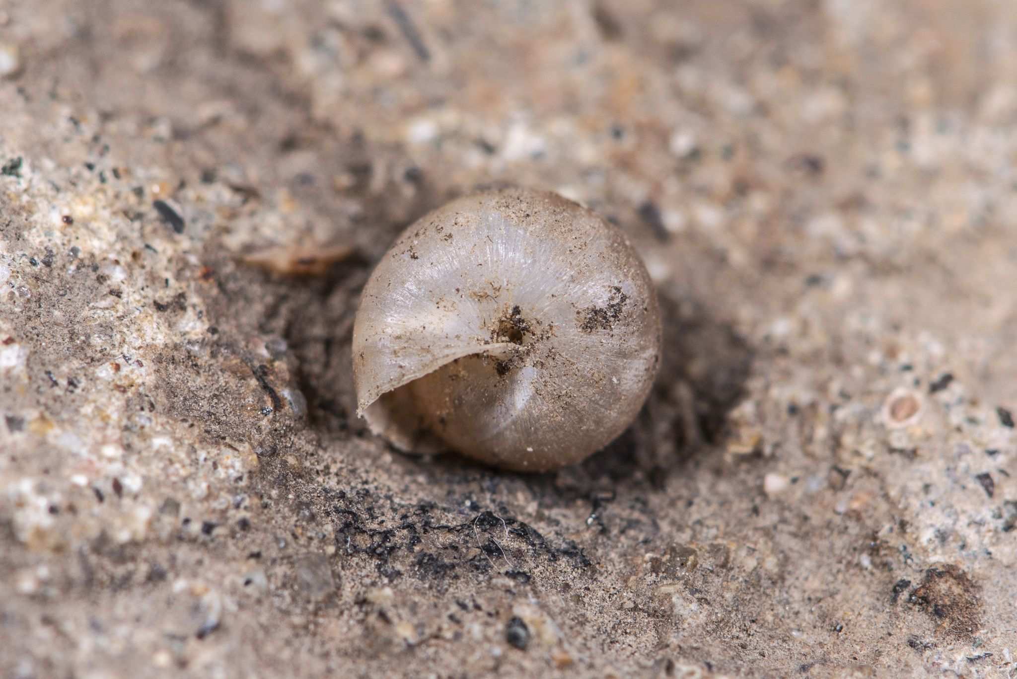 Metodontia yantaiensis