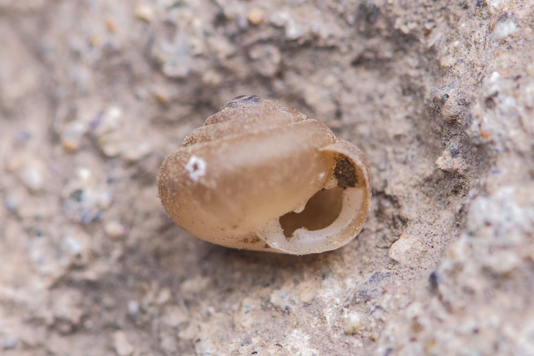 Metodontia yantaiensis