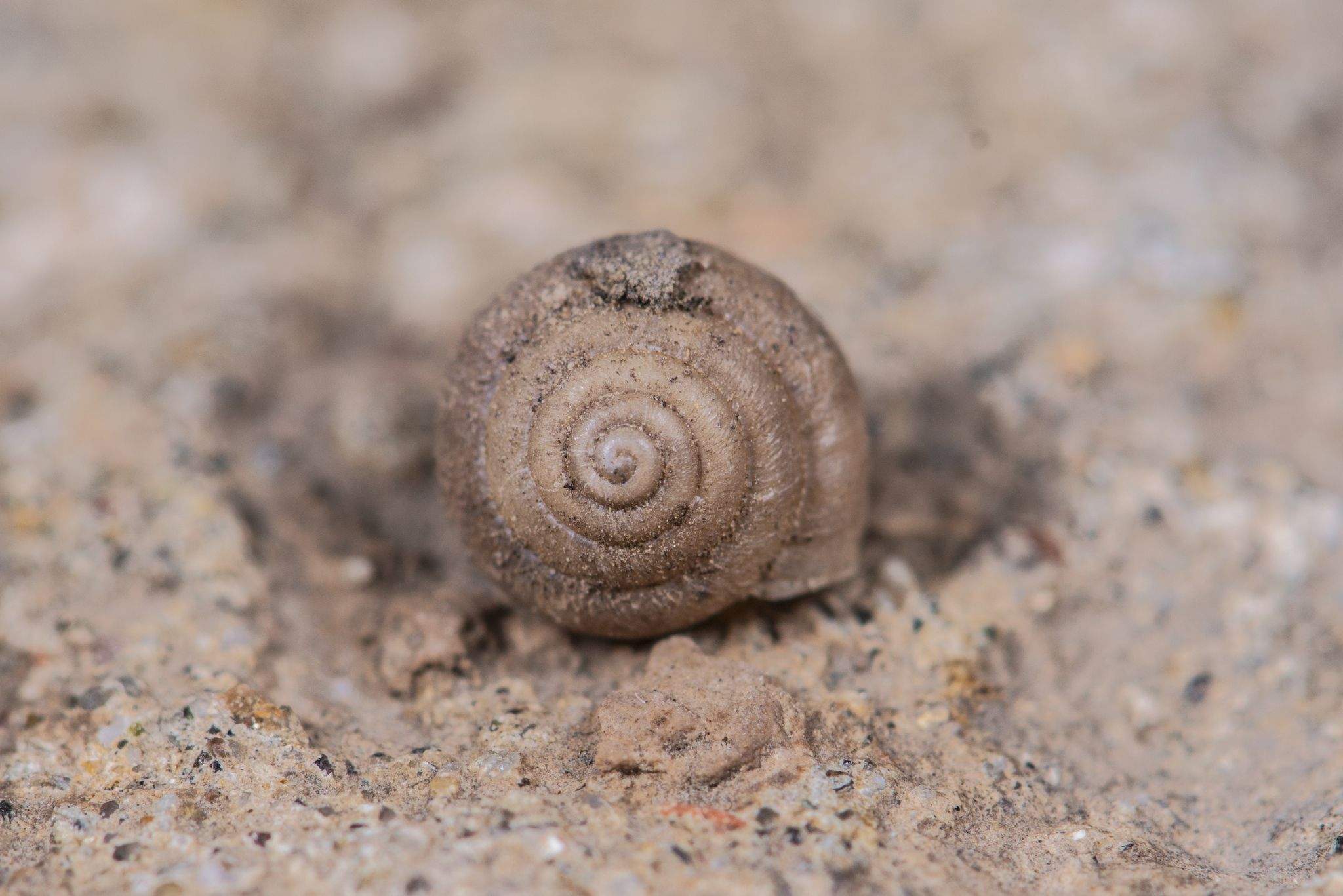 Metodontia yantaiensis