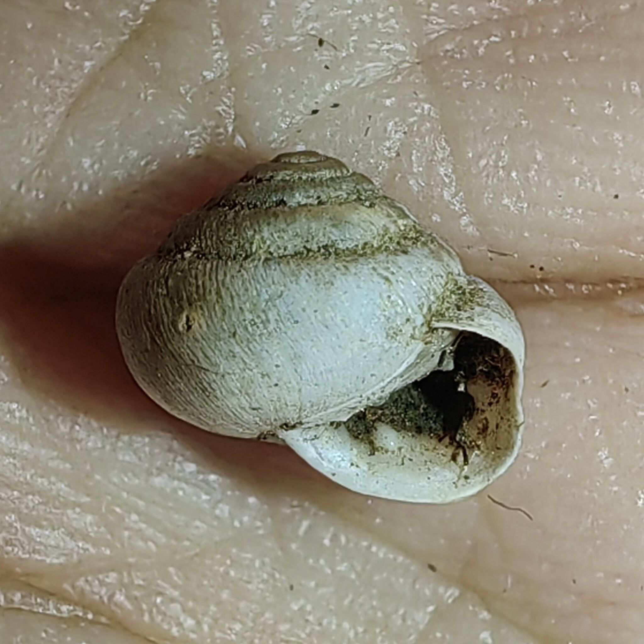 Metodontia yantaiensis