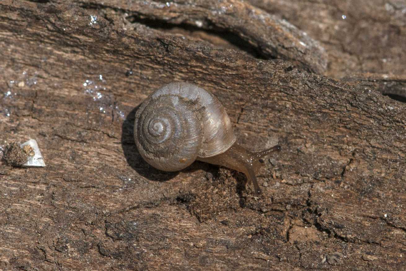 Metodontia yantaiensis