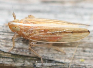 Stenocranus