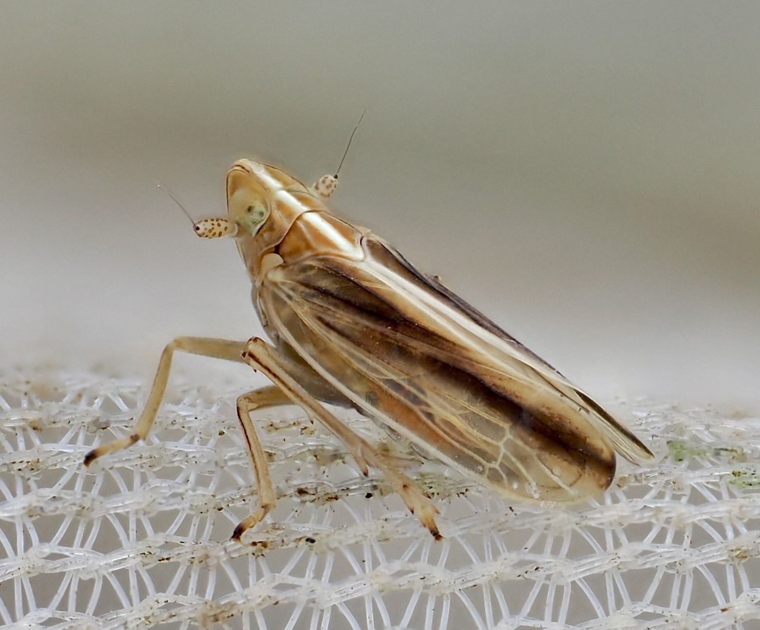 Stenocranus