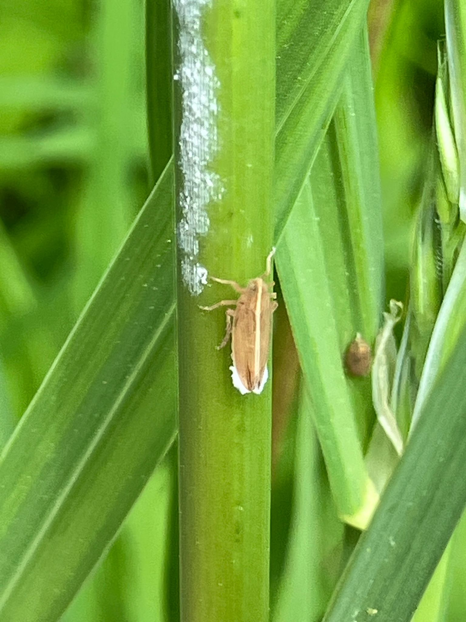Stenocranus